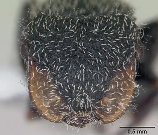 Cephalotes lanuginosus specimen CASENT0173686 image casent0173686_2