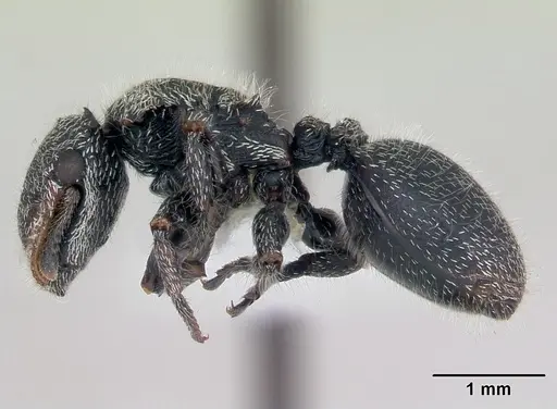 Cephalotes lanuginosus specimen CASENT0173686 image casent0173686_3