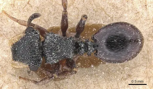 Cephalotes lanuginosus specimen CASENT0912606 image casent0912606_1