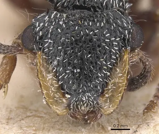 Cephalotes lanuginosus specimen CASENT0912606 image casent0912606_2