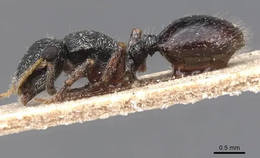 Cephalotes lanuginosus specimen CASENT0912606 image casent0912606_3