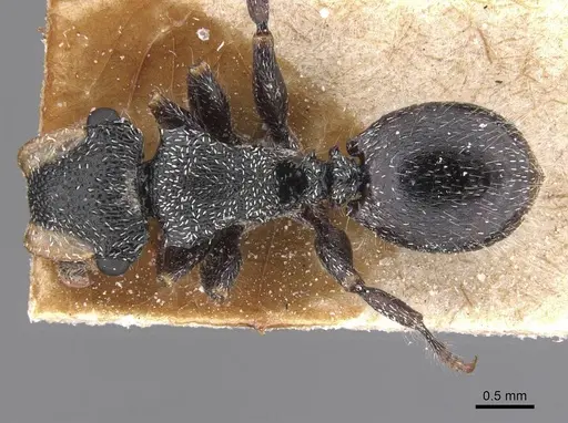 Cephalotes lanuginosus specimen CASENT0912607 image casent0912607_1