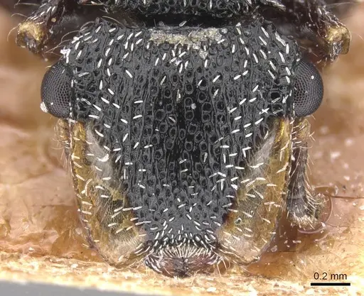 Cephalotes lanuginosus specimen CASENT0912607 image casent0912607_2