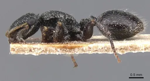 Cephalotes lanuginosus specimen CASENT0912607 image casent0912607_3
