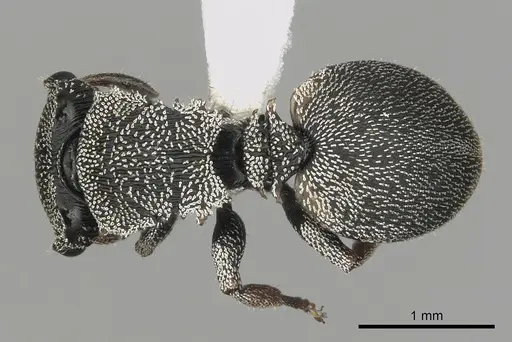 Cephalotes lenca specimen CASENT0619625 image casent0619625_1