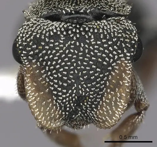 Cephalotes lenca specimen CASENT0619625 image casent0619625_2
