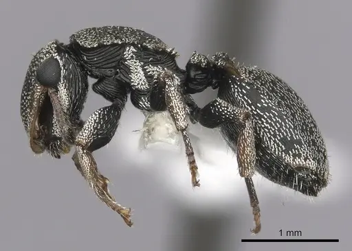Cephalotes lenca specimen CASENT0619625 image casent0619625_3