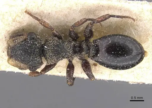 Cephalotes liogaster specimen CASENT0912603 image casent0912603_1