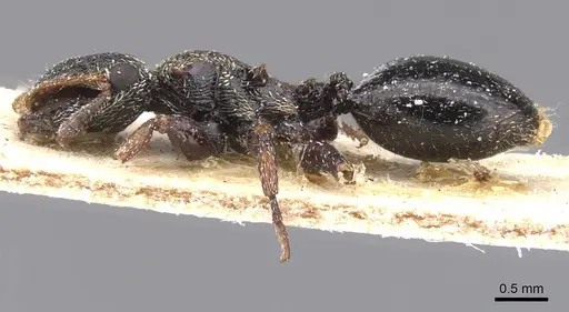 Cephalotes liogaster specimen CASENT0912603 image casent0912603_3