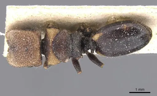 Cephalotes liogaster specimen CASENT0912604 image casent0912604_1