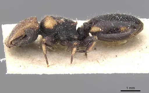 Cephalotes liogaster specimen CASENT0912604 image casent0912604_3