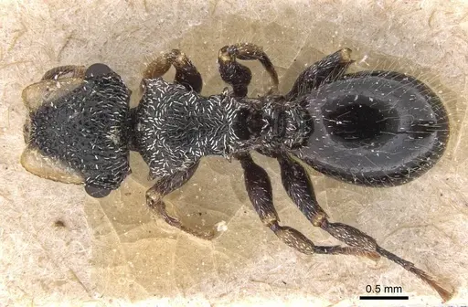 Cephalotes liogaster specimen CASENT0912605 image casent0912605_1