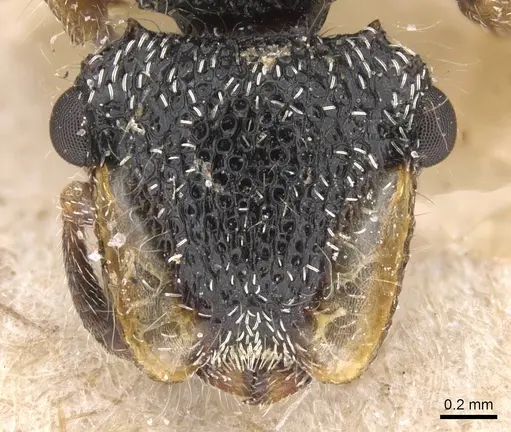 Cephalotes liogaster specimen CASENT0912605 image casent0912605_2