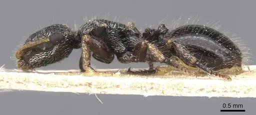 Cephalotes liogaster specimen CASENT0912605 image casent0912605_3
