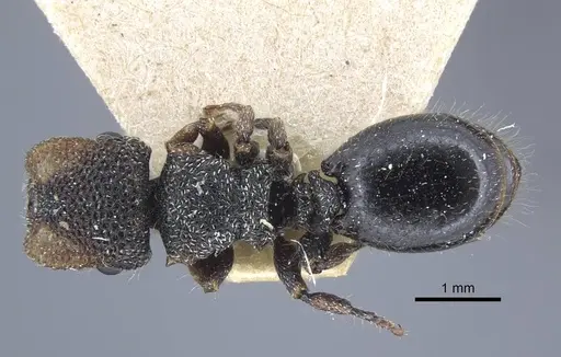 Cephalotes liogaster specimen CASENT0917087 image casent0917087_1