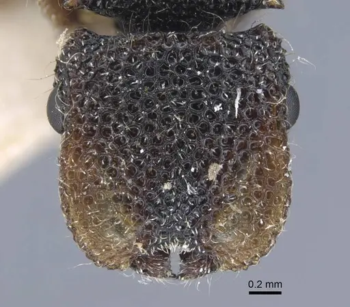 Cephalotes liogaster specimen CASENT0917087 image casent0917087_2
