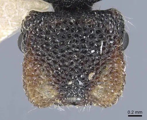 Cephalotes liogaster specimen CASENT0917087 image casent0917087_3