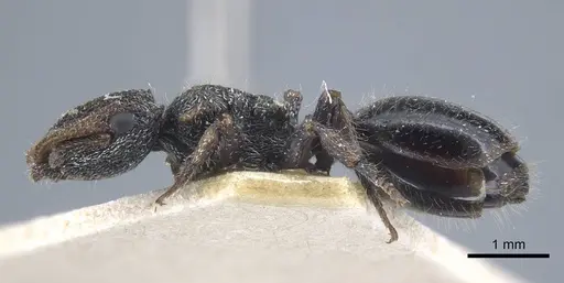 Cephalotes liogaster specimen CASENT0917087 image casent0917087_4