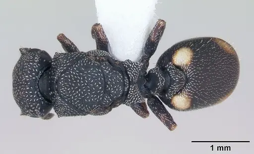 Cephalotes maculatus specimen CASENT0173687 image casent0173687_1