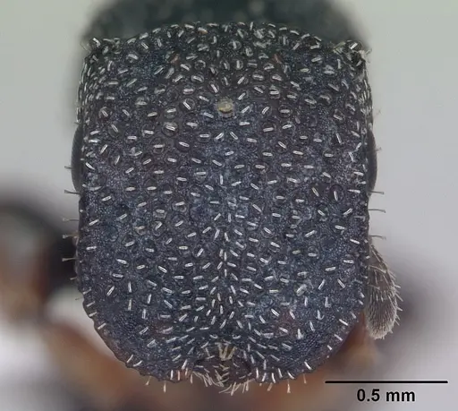 Cephalotes maculatus specimen CASENT0173687 image casent0173687_2