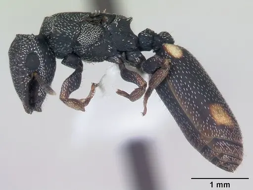 Cephalotes maculatus specimen CASENT0173687 image casent0173687_3