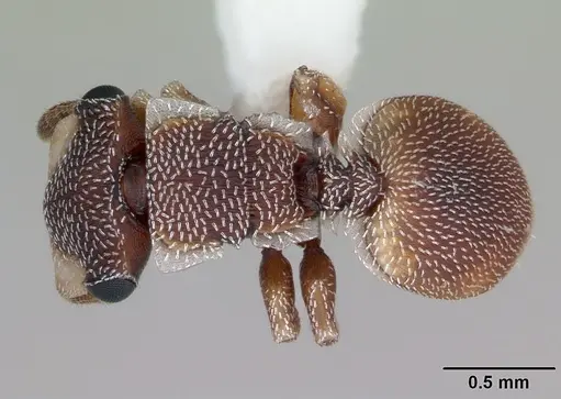 Cephalotes maculatus specimen CASENT0173688 image casent0173688_1