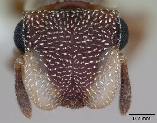 Cephalotes maculatus specimen CASENT0173688 image casent0173688_2