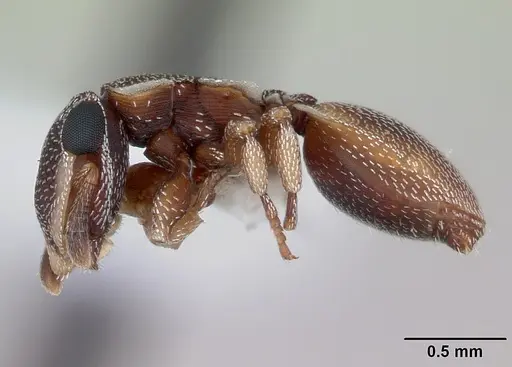 Cephalotes maculatus specimen CASENT0173688 image casent0173688_3