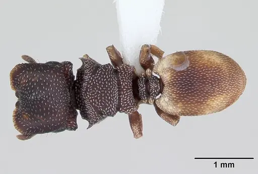 Cephalotes maculatus specimen CASENT0173689 image casent0173689_1