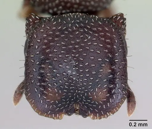 Cephalotes maculatus specimen CASENT0173689 image casent0173689_2