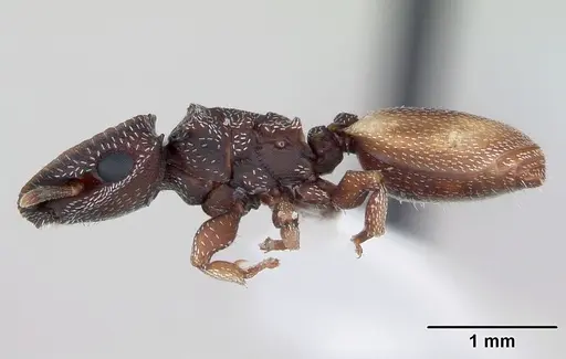 Cephalotes maculatus specimen CASENT0173689 image casent0173689_3