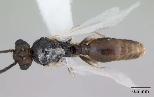 Cephalotes maculatus specimen CASENT0173690 image casent0173690_1