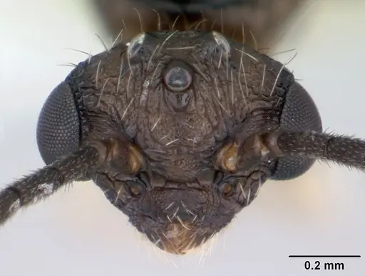 Cephalotes maculatus specimen CASENT0173690 image casent0173690_2