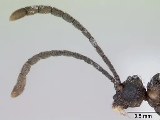 Cephalotes maculatus specimen CASENT0173690 image casent0173690_3