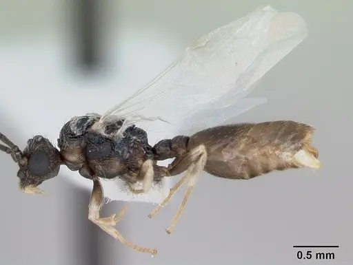 Cephalotes maculatus specimen CASENT0173690 image casent0173690_4