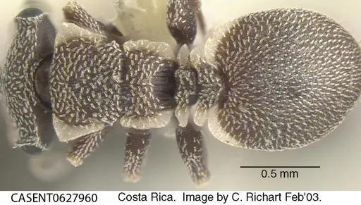 Cephalotes maculatus specimen CASENT0627960 image casent0627960_1