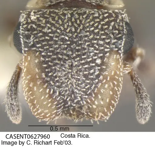 Cephalotes maculatus specimen CASENT0627960 image casent0627960_2