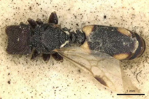 Cephalotes maculatus specimen CASENT0900235 image casent0900235_1