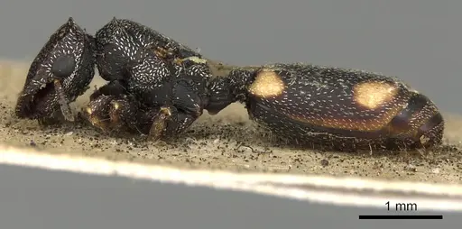 Cephalotes maculatus specimen CASENT0900235 image casent0900235_3