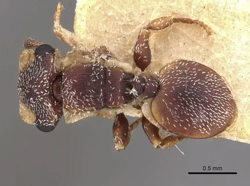 Cephalotes maculatus specimen CASENT0909295 image casent0909295_1