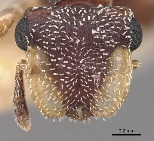 Cephalotes maculatus specimen CASENT0909295 image casent0909295_2