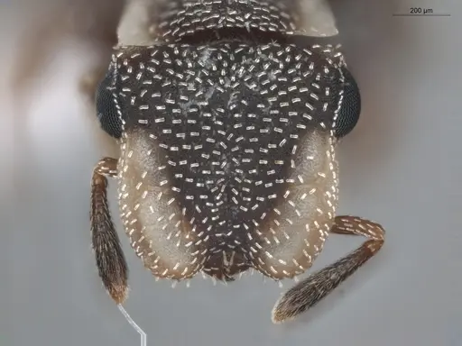 Cephalotes maculatus specimen ECOFOG-BUG-0393-03 image ecofog-bug-0393-03_2