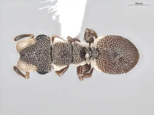 Cephalotes maculatus specimen ECOFOG-BUG-0418-02 image ecofog-bug-0418-02_1