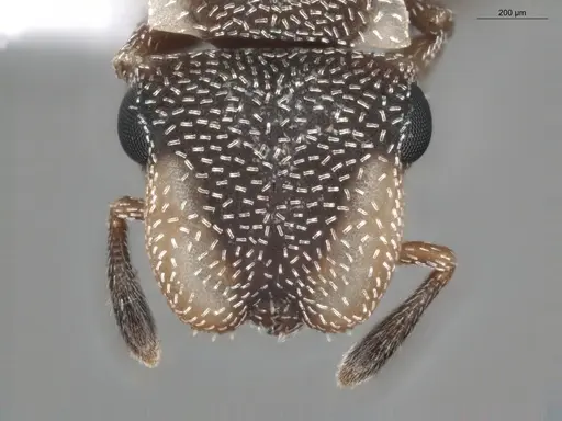 Cephalotes maculatus specimen ECOFOG-BUG-0418-02 image ecofog-bug-0418-02_2