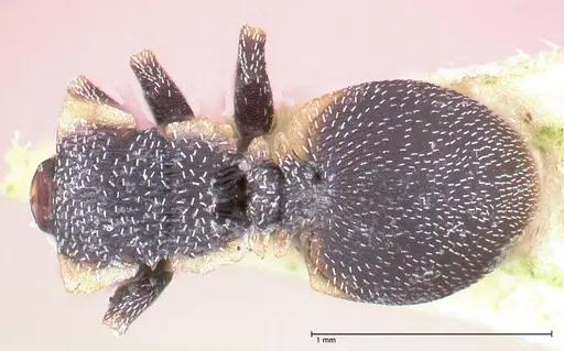Cephalotes maculatus specimen FOCOL0665 image focol0665_1