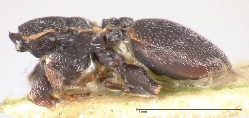 Cephalotes maculatus specimen FOCOL0665 image focol0665_2