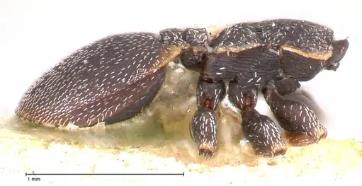 Cephalotes maculatus specimen FOCOL0665 image focol0665_3