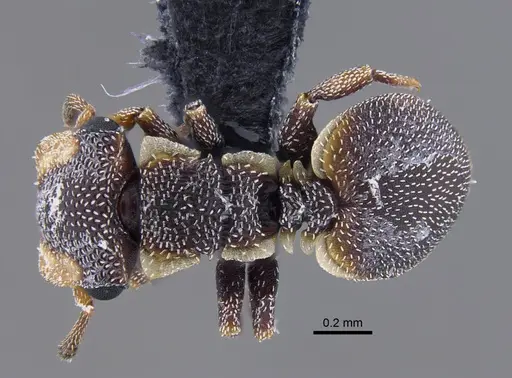 Cephalotes maculatus specimen IAVH-E-248283 image iavh-e-248283_1