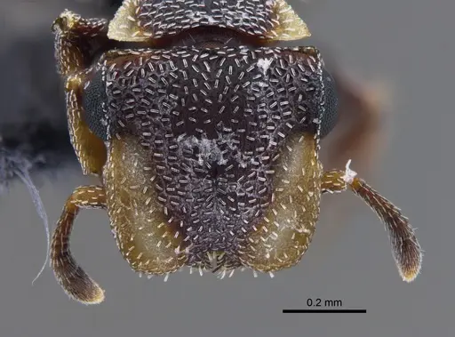 Cephalotes maculatus specimen IAVH-E-248283 image iavh-e-248283_2