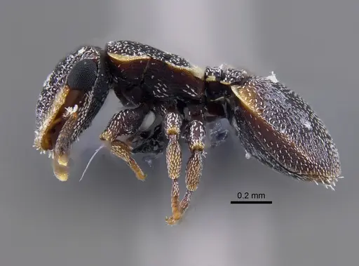 Cephalotes maculatus specimen IAVH-E-248283 image iavh-e-248283_3